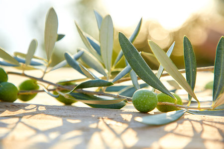 olive oil and olive branchの写真素材