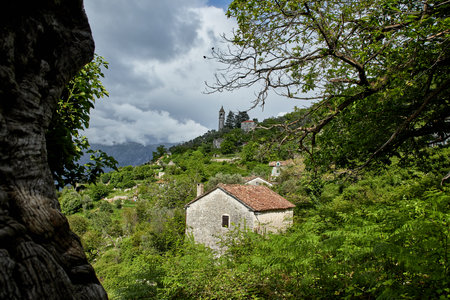 old forest in the Montenegroの写真素材