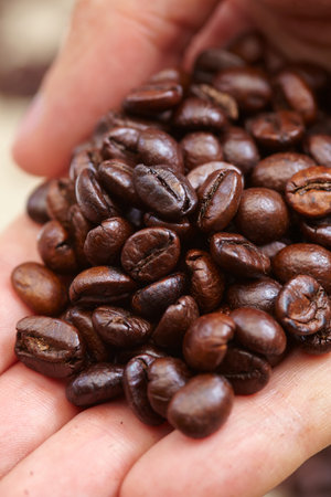 coffee beans on the handsの写真素材