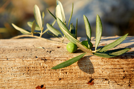 olive oil and olive branchの写真素材