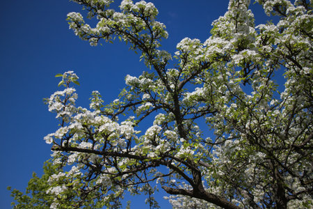 blossom trees in spring parkの写真素材