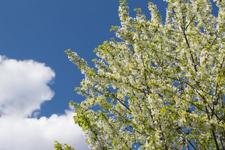 blossom trees in spring parkの写真素材