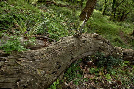 old forest in the Montenegroの写真素材