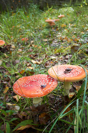 spotted toadstools in the woods