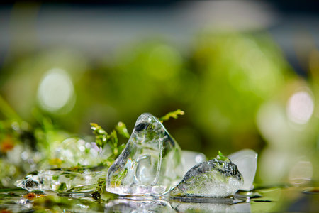 ice cube with leaves and flowersの写真素材