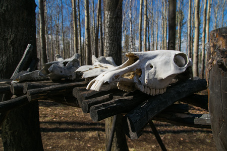 The skulls of animals killed by huntersの写真素材