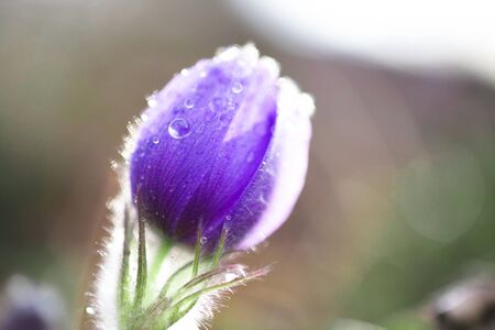 Beautiful snowdrop flower in dropsの写真素材