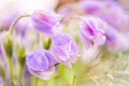 Delicate flowers snowdropsの写真素材