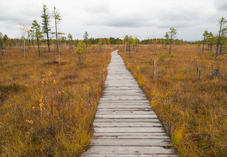 Wooden path running through the swamp in Baikal reserveの写真素材