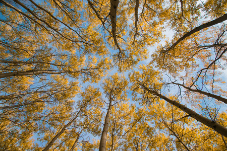 Sky and autumn aspen in Siberiaの写真素材
