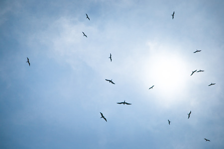 Birds in the sky hunt for fish in open sea