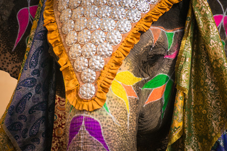 Indian elephant in a festive coloration in Jaipurの写真素材