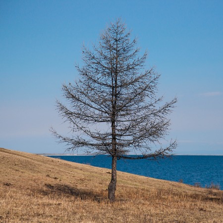 Lone tree standing on the beach in Baikal lakeの写真素材