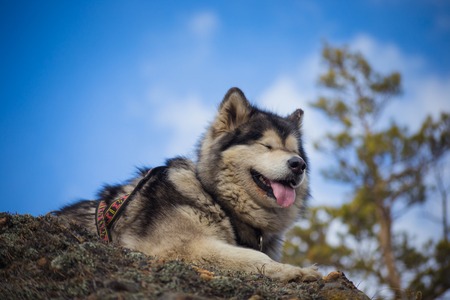 Adult Alaskan Malamute is on the rocks in Siberiaの写真素材