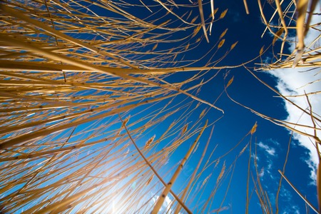 Wheat against the blue sky in Siberia. Buryatia.の写真素材