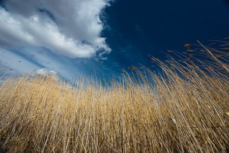 Wheat against the blue sky in Siberia. Buryatia.の写真素材