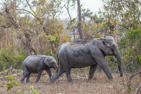 A young elephant right next to an adult one.の写真素材