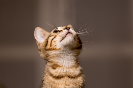 Small tabby cat in funny positionの写真素材