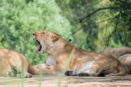 Group of lions resting on a rock, in the shade of the vegetation.の写真素材