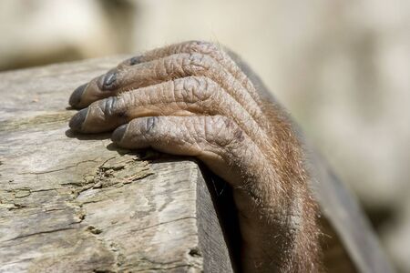orangutan handの写真素材