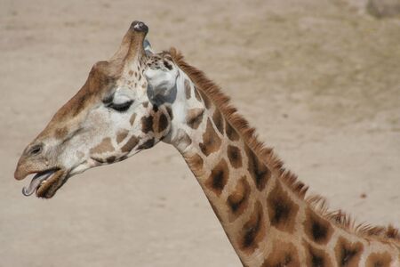 giraffeの写真素材
