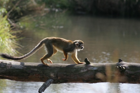 Monkeyの写真素材