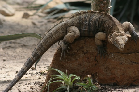 iguanaの写真素材