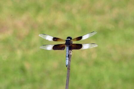 Black and White Dragonfly