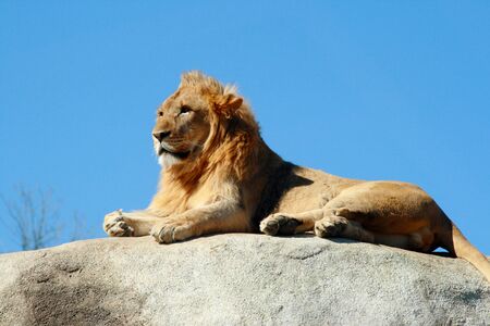 Young, male lion surveying his domain from atop a rockの写真素材