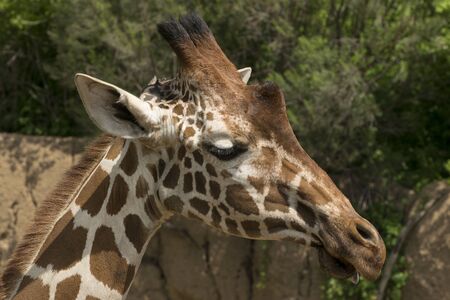 Closeup, side view photo of a reticulated giraffe head on a beautiful sunny day.の写真素材