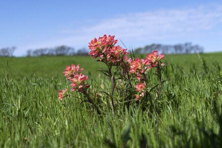 Closeup of a small cluster of beautiful pink Indian Paintbrush flowers in a large, green field of grass contrasted against a row of trees on the distant horizon with a partly cloudy blue sky in the background.の写真素材