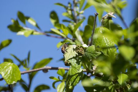Honey Bee taking a break on a tree leaf after flying around an pollenating flowers on a beautiful,...