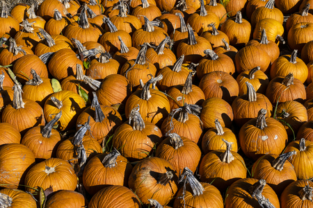 A large group of bright orange pumpkins completely covering the ground in a pumpkin patch just before Halloween in late Autumnの写真素材