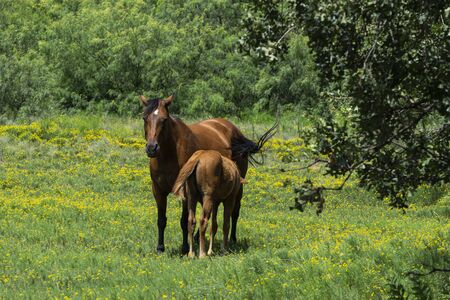 A beautiful brown mare horse nursing her young foal offspring as they stand in the middle of a ranch pasture filled with yellow flowers.の写真素材
