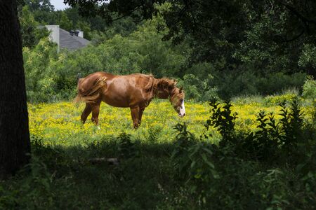 A beautiful brown horse with a white muzzle swishing its tail shaking its head and mane as it stands in a field of yellow flowers framed by trees in the foreground.の写真素材