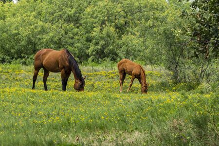A beautiful dark brown mother mare horse with a black mane grazing on the yellow flowers and green grass of a ranch meadow with her young foal next to her.の写真素材
