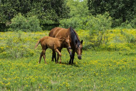 A young brown foal horse walking next to its mother through a ranch meadow filled with yellow flowers and green grass.の写真素材