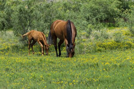 A dark brown mare horse with a black mane standing next to her young foal as they graze on the yellow flowers mixed in with the green grass of a ranch pasture.の写真素材