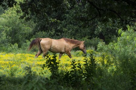 A tan horse with a darker brown mane and tail walking through a field of yellow flowers in a farm pasture framed by some tree branches in the foreground.の写真素材