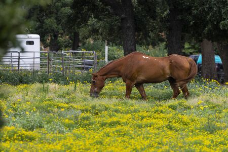 An older brown mare horse with a small white spot on her back grazing on the green grass and yellow flowers of a ranch pasture.の写真素材