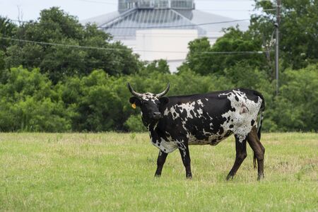 A black and white cow standing in a green, grassy pasture with the top of a large, glass domed building rising above the trees in the background creating a contrast of rural and urban.の写真素材