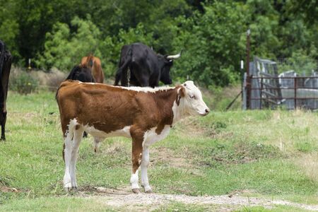 A young, brown and white calf standing in a ranch pasture with other members of the cattle herd and a rusty, metal fenced pen in the background.の写真素材