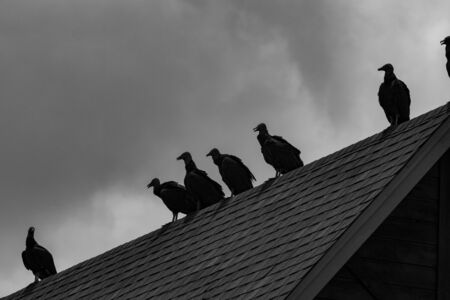 Black and white photo of a small flock of Black Vultures, or Buzzards, silhouetted against the sky...