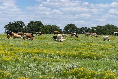A herd of Longhorn cattle grazing on the green grass and yellow flowers growing on a hill in the pasture or a ranch with trees on the horizon under a mostly cloudy, summer sky.の写真素材