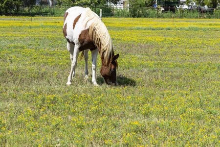 A beautiful white paint horse with dark brown spots and a pale, tan mane grazing on the green grass mixed in with a bunch of pretty yellow flowers growing in a ranch pasture.の写真素材