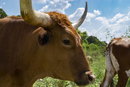 Closeup profile of a brown Longhorn bull with long curved horns standing with other cattle in its herd in a ranch pasture overgrown with weeds and some trees in the background.の写真素材
