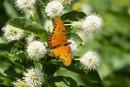 A beautiful orange Gulf Fritillary Butterfly with its wings spread showing off the black and white...