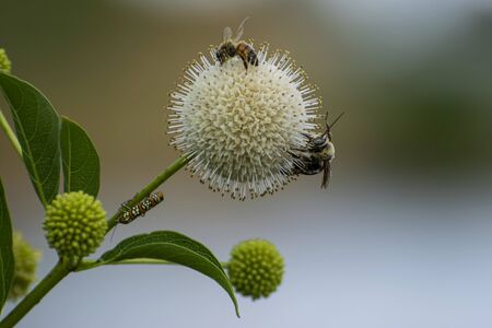 A yellow and black Mason Bee and a smaller Honeybee pollinating a white, spike covered Common...