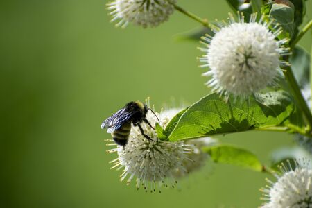 A fuzzy, black and yellow Bumblebee with its shiny wings reflecting the sunlight crawling on a...