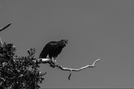 Black and white photo of single Black Vulture standing on a bare tree branch and looking down for some carrion to feed on creating a creepy image against a stark, cloudless sky.の写真素材